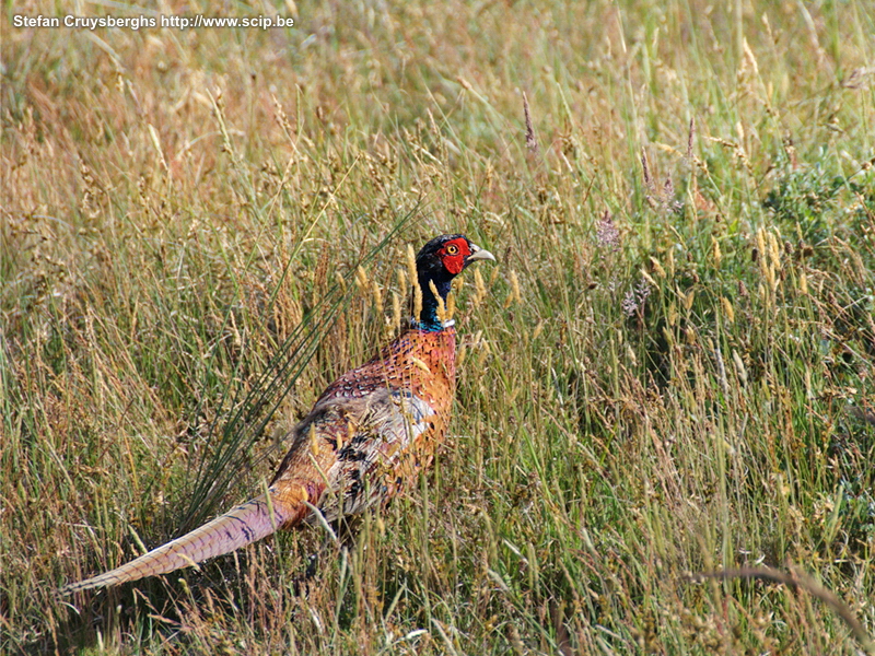 Fauna on Texel - Pheasant A few photos of seals and birds on the Wadden island Texel (The Netherlands). Stefan Cruysberghs